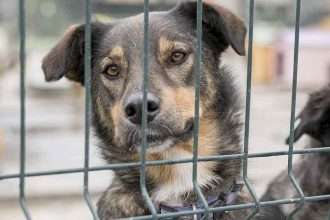 Cão