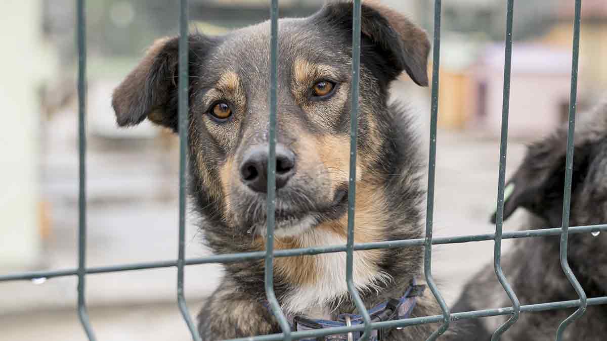 Cão