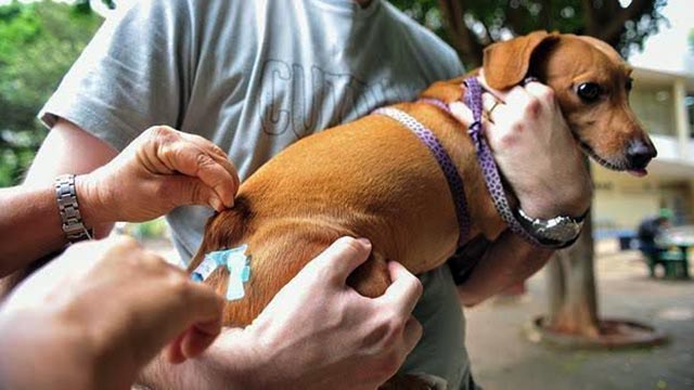 Cão