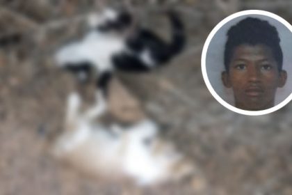 Preso suspeito de matar gatos a tiros e ameaçar tutores no Piauí