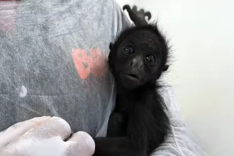 Filhote Macaco