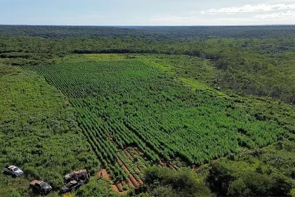 Plantação