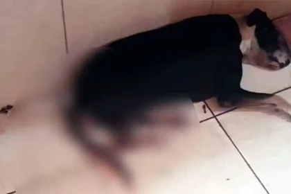 Cachorro - Esfaqueado