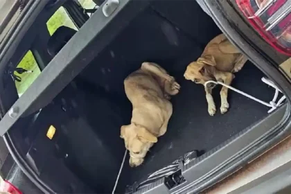 Cães - Paraíso do Tocantins