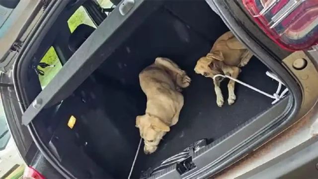 Cães - Paraíso do Tocantins